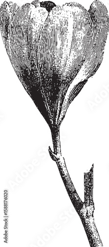 Crocus flower with stem in a detailed botanical style. Vintage black and white vector illustration.