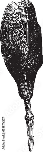 Botanical seed with stem in engraving style. Black and white botanical vector illustration.