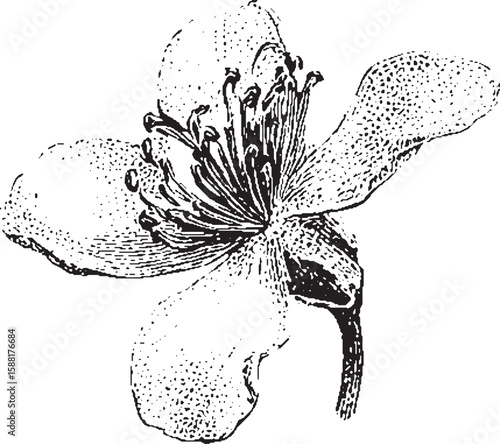 Flower with detailed petals and stamen in botanical ink sketch style. Monochrome vector illustration.