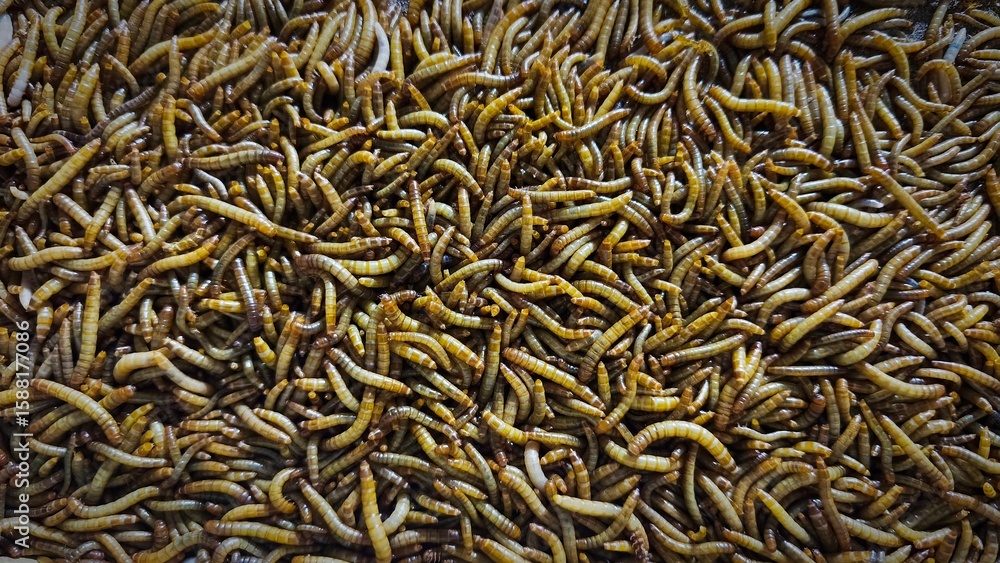 A close-up photo of many live mealworms wriggling together, creating a dense, shiny, and golden-brown texture with segmented bodies, often used as reptile food or protein-rich feed for birds and fish A close-up photo of many live mealworms wriggling together, creating a dense, shiny, and golden-brown texture with segmented bodies, often used as reptile food or protein-rich feed for birds and fish