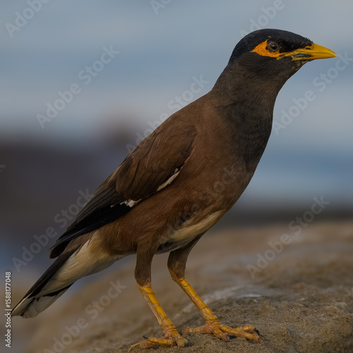 Common Myna Acridotheres tristis native Pakistani bird urban adaptable species brown plumage yellow beak vocal mimic South Asia wildlife birding photography nature