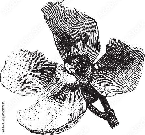 Botanical flower with detailed petals and stem in vintage monochrome style. Handdrawn vector illustration.