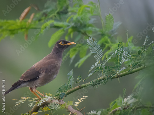 Common Myna Acridotheres tristis native Pakistani bird urban adaptable species brown plumage yellow beak vocal mimic South Asia wildlife birding photography nature