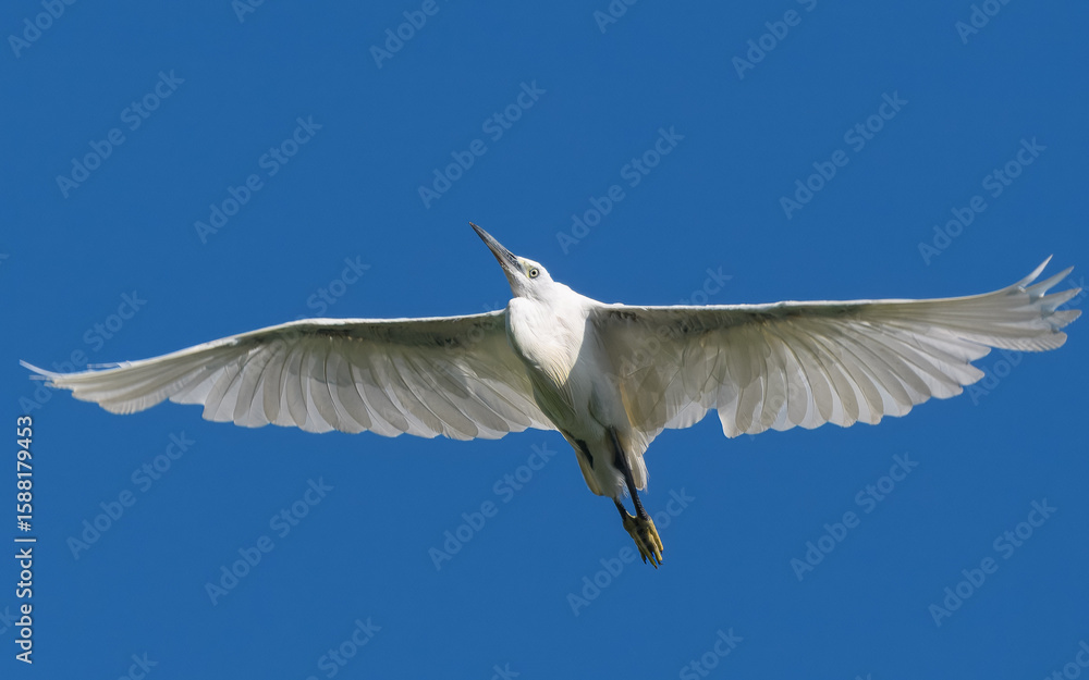 Obraz premium Little Egret Egretta garzetta flight flying Indus riverSmall elegant heron white plumage black legs. Found in wetlands and coastal areas, feeds on fish invertebrates by wading through shallow waters