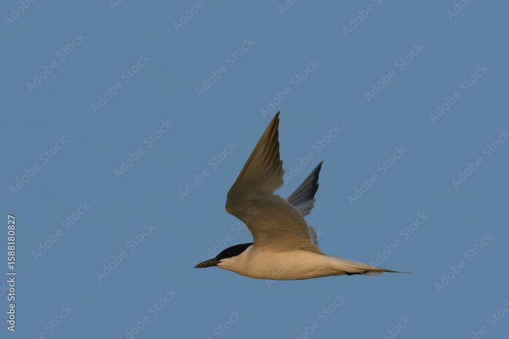 Obraz premium Gull-billed Tern Gelochelidon nilotica on Indus RiverRobust bird, stout black bill, pale gray plumage. Coastal regions, wetlands. Catching insects and small fish in flight