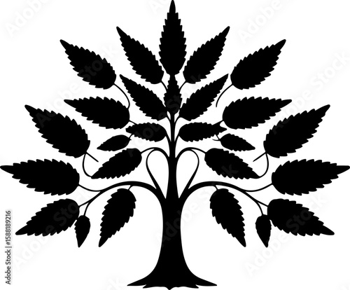 silhouette of a plant