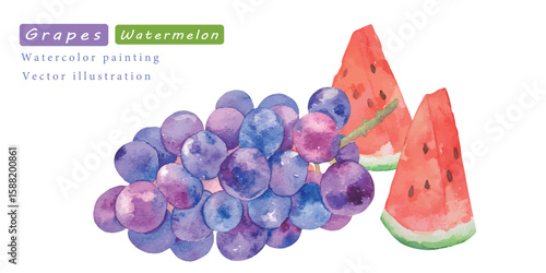 水彩で描いた美味しそうなスイカとぶどうの水彩ベクターイラスト