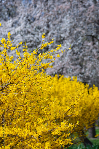 Spring Blooming Forsythia and Blossoming Trees in Park. Yellow Forsythia in Bloom