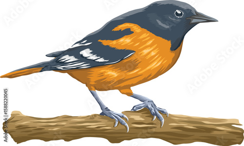 Colorful realistic bird Vector