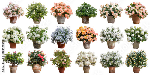 Collection Of Vibrant Flower Arrangements In Pots On White