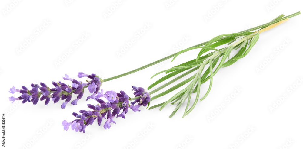 Fototapeta premium lavender isolated on a white background. clipping path