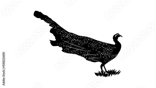 Malayan Crested Argus bird , black isolated silhouette