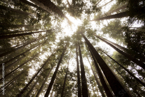 Fir trees overhead, view from the ground of tall straight trunks in the Olympic National Forest.
