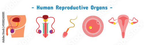 human reproductive organ set design. ovaries, penis, sperm and egg cells.