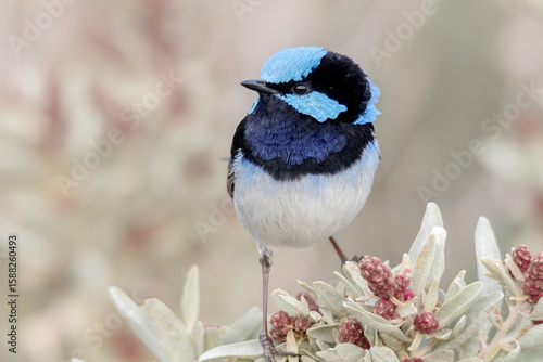 Fotografía Male Superb Fairywren on Native Shrub with Red Buds