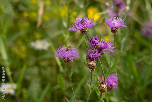 Tableau sur toile Wild knapweed (Centaurea jacea) blooming in summer meadow