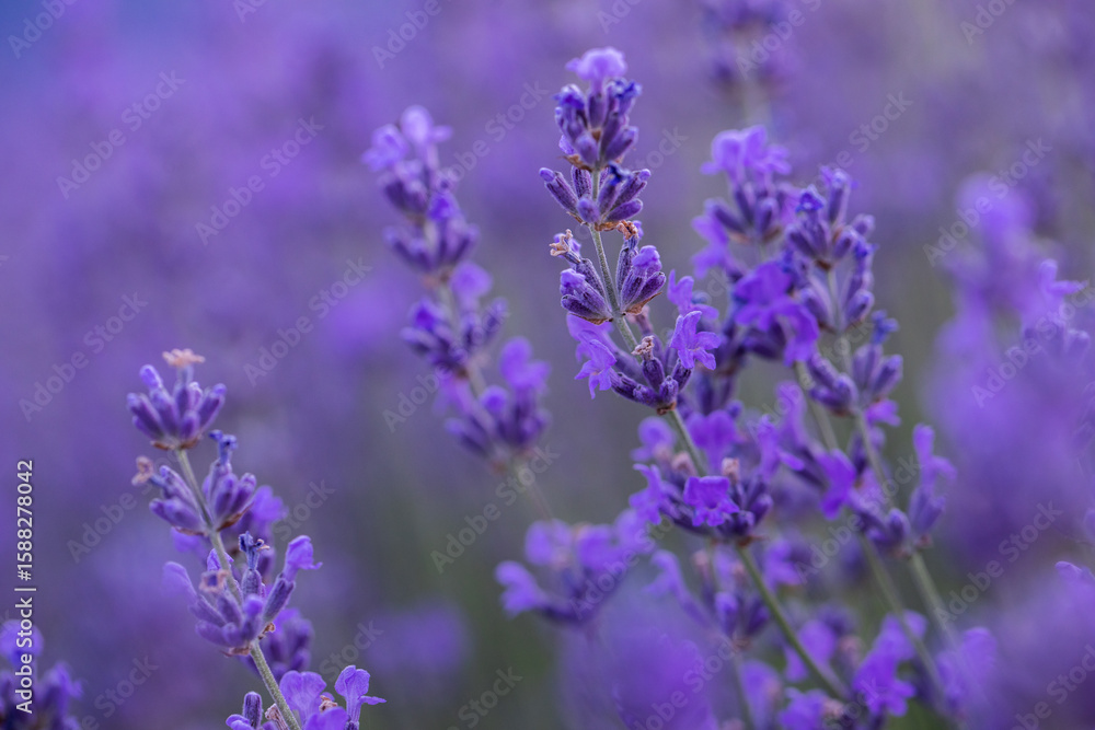 Fototapeta premium Wicker basket with lavender flowers on lavender field Woman in white dress holding basket with lavender flowers on lavender field 