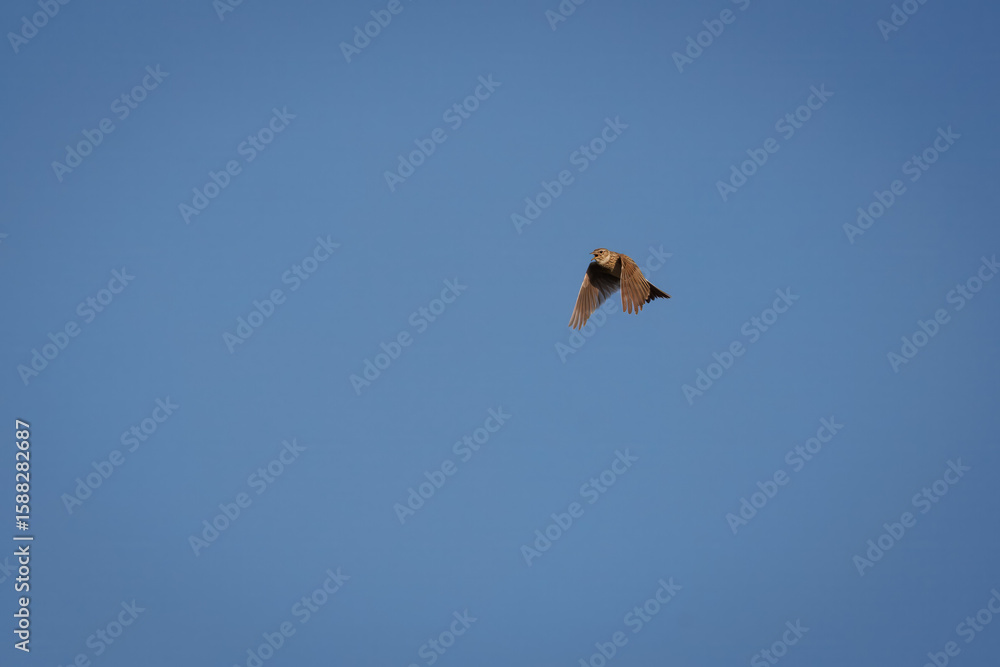 An adult male Eurasian Skylark is flying in the blue sky, singing on a sunny summer day. An adult male Eurasian Skylark is flying in the blue sky, singing on a sunny summer day.