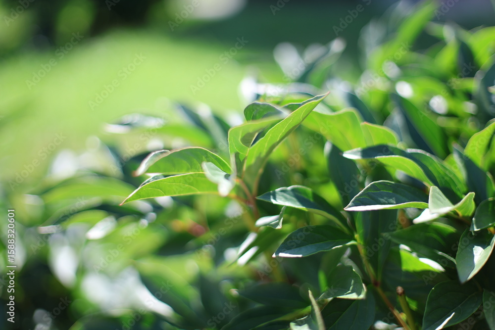 Fototapeta premium fresh green leaves