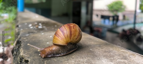 Macro close-up of a garden snail with a beautiful striped shell crawling on a concrete wall.