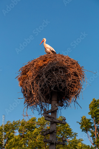 Storks resting on their nes...