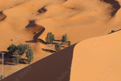 Desert landscape features stunning sand dunes, sparse vegetation, and intriguing shadows that highlight the beauty of nature in this arid environment