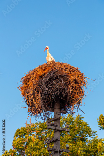 Storks resting on their nes...
