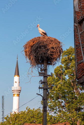 Storks resting on their nes...