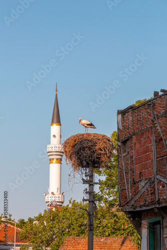 Storks resting on their nes...