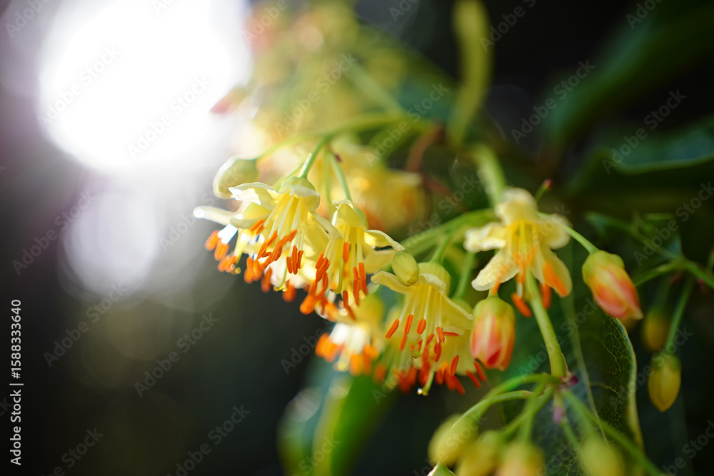 Fototapeta premium Delicate yellow bell flowers with orange stamens bathed in soft sunlight