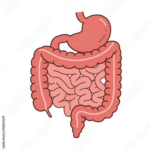 Digestive System: An illustration of the human digestive system, showing its various components in a clear, diagrammatic representation.