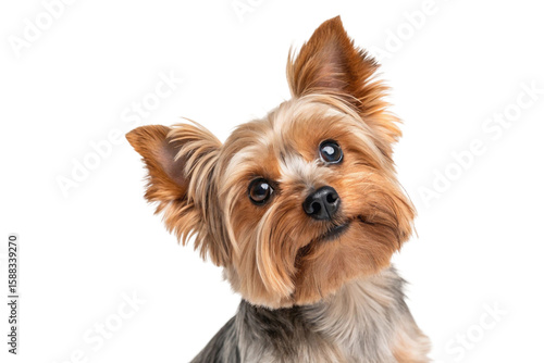 Close-up of a Yorkshire Terrier dog with big eyes and fluffy ears