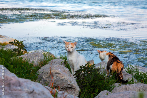 Cute cats playing and hunti...