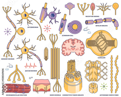 Peripheral nervous system worksheet shows neurons, nerve bundles, and myelin sheath in a clear outline style for educational use, transparent background. Outline style collection