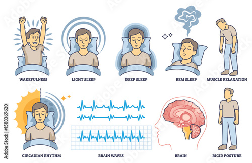 Sleep stages are shown with people in different sleep postures, brain waves, and circadian rhythm in an outline style collection, transparent background. Outline style collection