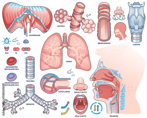 Respiratory system diagram shows lungs, trachea, and alveoli with labeled parts for educational worksheets, transparent background. Outline style collection