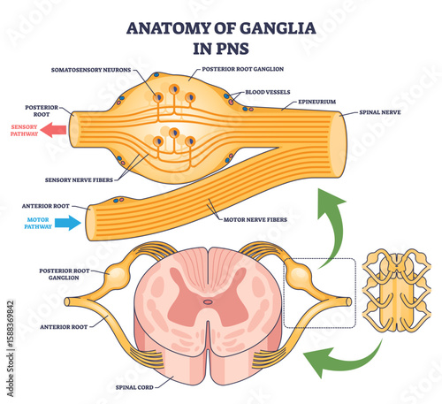 Anatomy of Ganglia in PNS shows ganglia, nerve fibers, and spinal cord, highlighting sensory and motor pathways, transparent background.