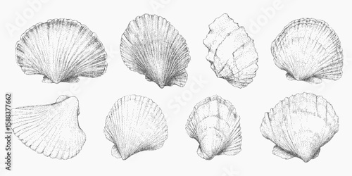 Set of nine different shaped shells. Stipple sketch with halftone dots, grunge photocopy noise and rough threshold edges, vintage print vibe.