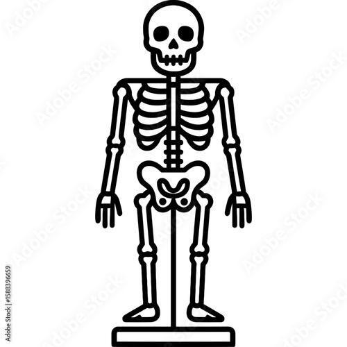 Skeleton model on stand outline icon vector