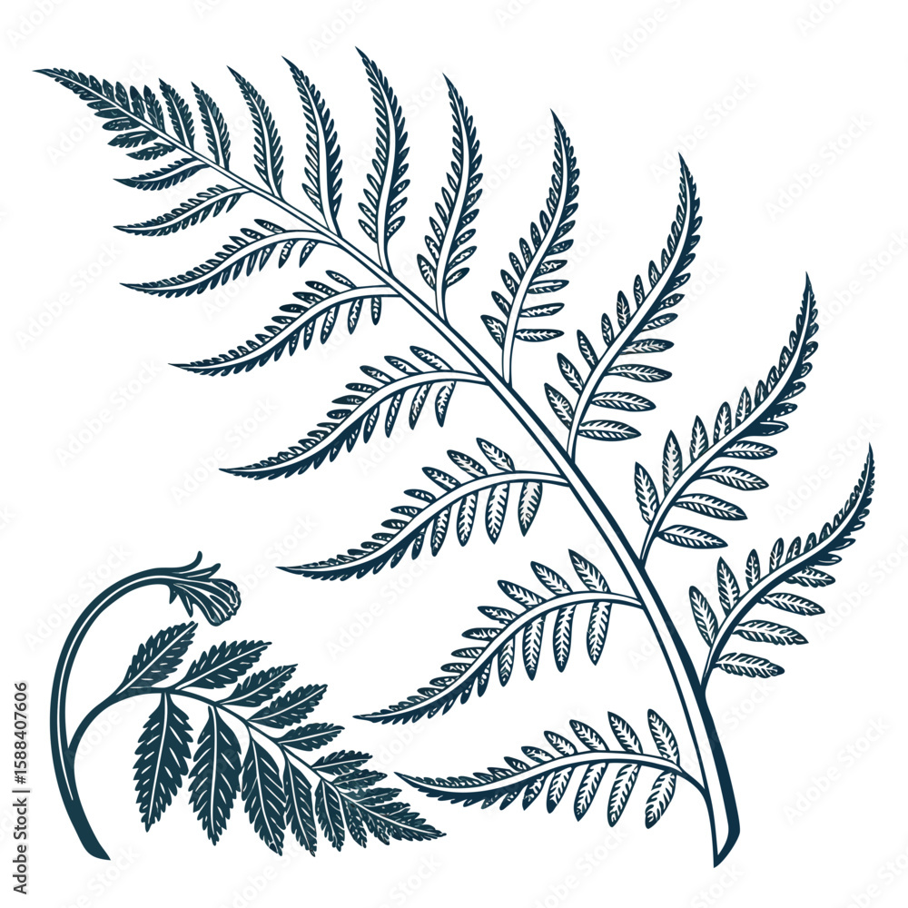 Naklejka premium Fern Silhouette: A refined, artistic portrayal of a fern's intricate structure, showcasing the elegance and natural artistry of this plant.