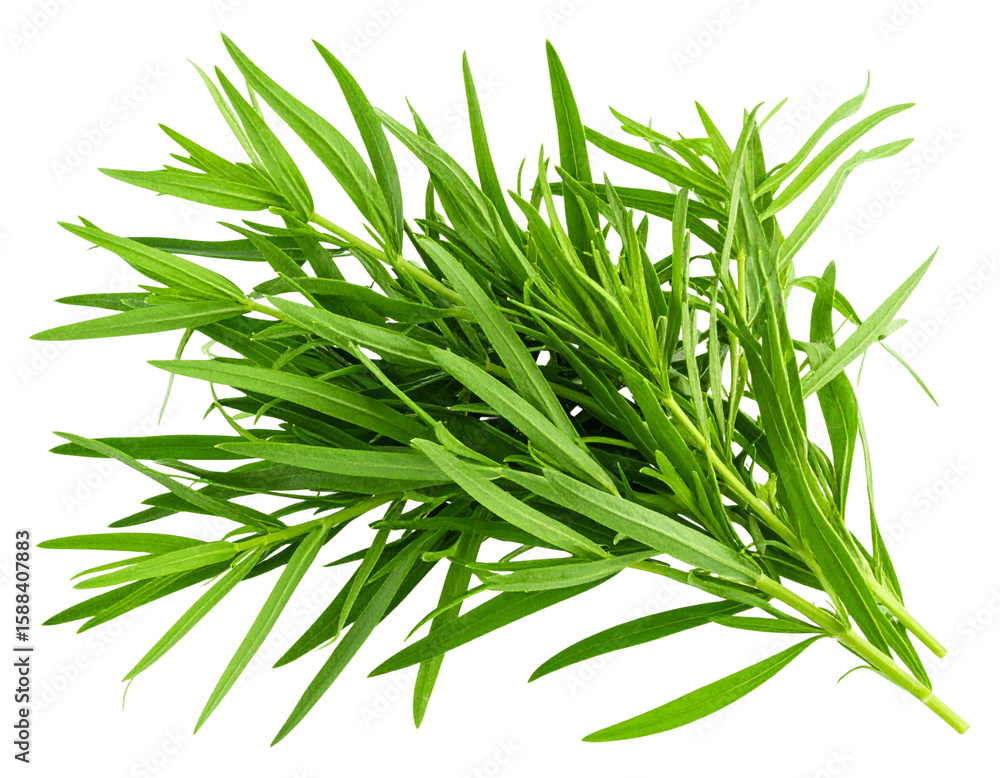 Fototapeta premium Realistic Tarragon Sprigs with Natural Texture and Shadows, Transparent Background