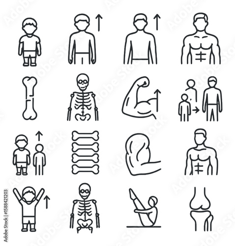 Growth and development icon collection: linear body, muscle, bone, exercise, skeleton vector icons