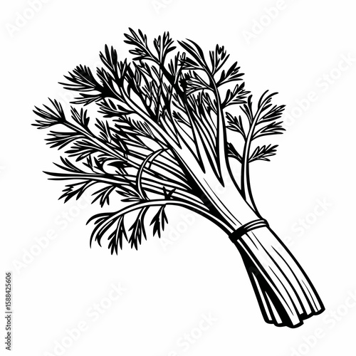 A hand-drawn bunch of fresh dill herb, shown in black and white sketch style and isolated on a clean white background, symbolizing cooking ingredient, herbal garnish, and organic flavoring
