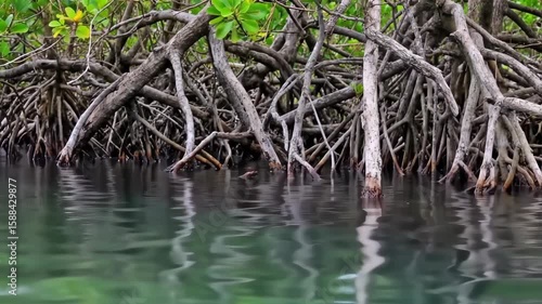 Mangrove Roots Emerging from Calm Water in Tropical Coastal Environment