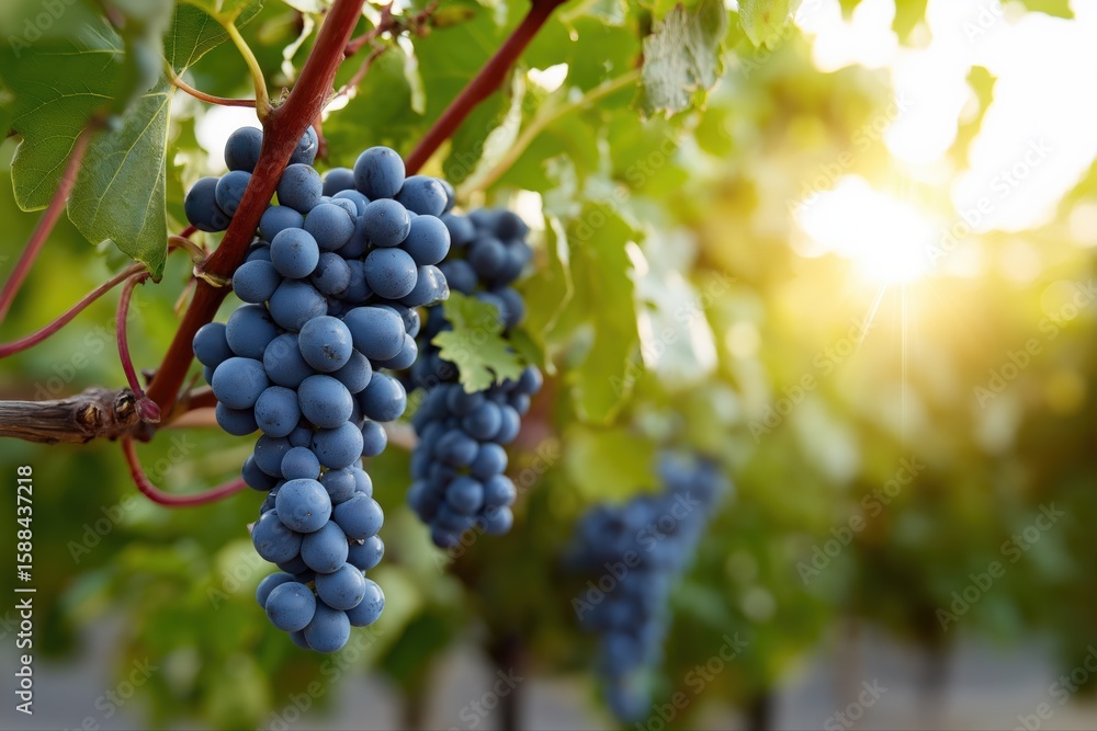 Fototapeta premium Sunlit vineyard: ripe purple grapes hanging on lush green vine at sunset