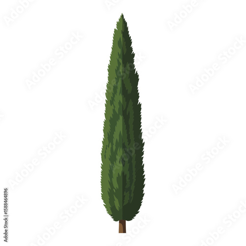 Cypress tree with its dense, evergreen foliage against a plain white backdrop, concept for architecture design, landscape design and tree element for environment and garden