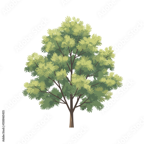 Isolated illustration of a lush green Fraxinus excelsior tree on a white backdrop, concept for architecture design, landscape design and tree element for environment and garden