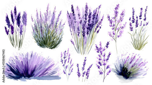 Delicate watercolor illustration of Provence lavender fields at springtime, soft purple and green brush strokes, loose floral details, white space around, transparent background, perfect for wedding i