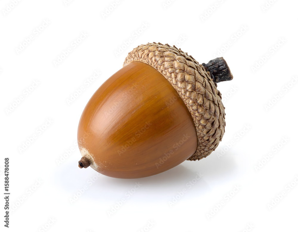 Isolated Brown Acorn with Cap on a White Surface Showing Autumn Isolated Brown Acorn with Cap on a White Surface Showing Autumn