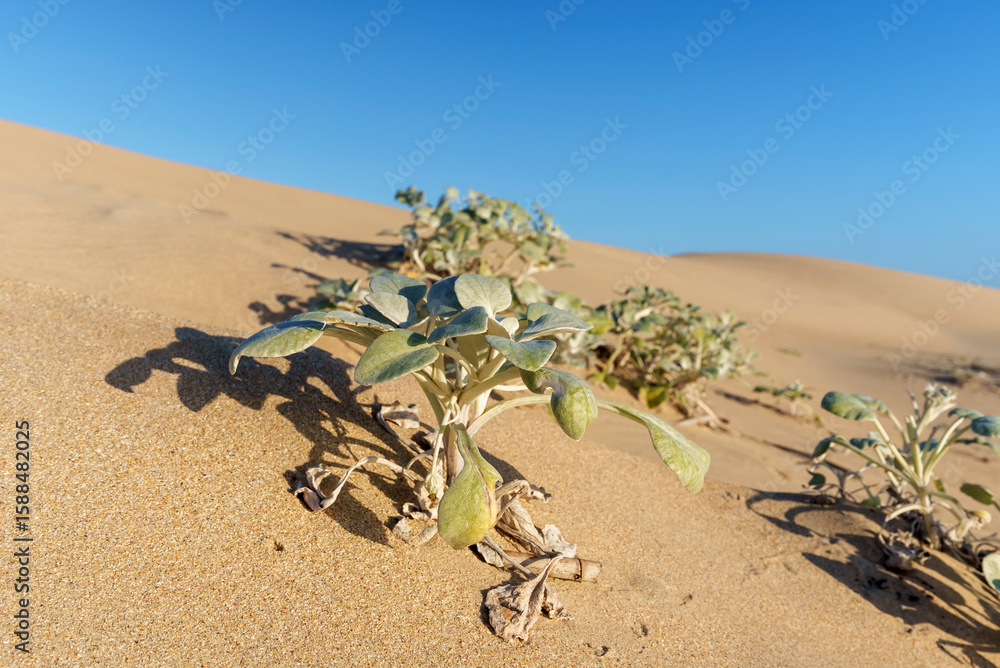 Obraz premium Cape beach daisy, coast capeweed or beach pumpkin (Arctotheca populifolia) growing on a dune. Sundays River Dune Field (Alexandria Coastal Dune Field). Colchester. Eastern Cape. South Africa.
